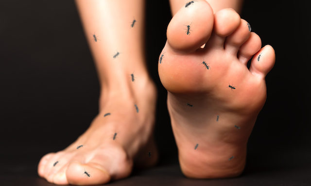 ants on feet